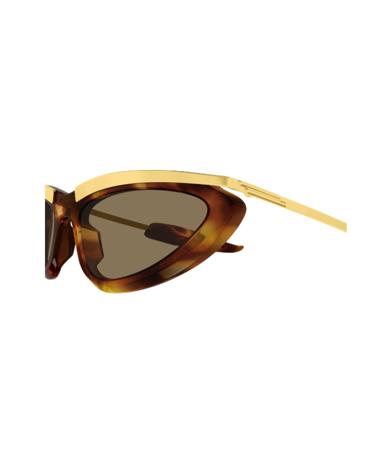 Havana-Brown
